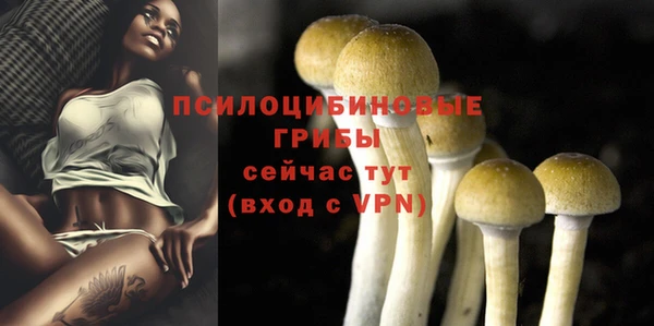 сатива Коряжма